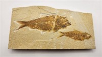 Diplomystus Fish from Wyoming 50 MYO