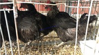 5 Black Hens