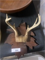 Deer 8 pt. Antler wall Mount.