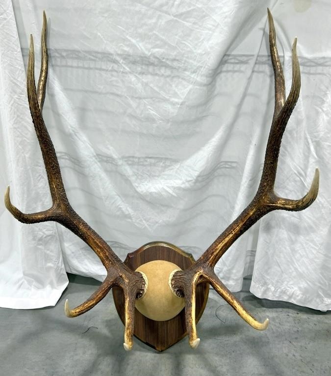 Large Elk Horn Rack Mounted