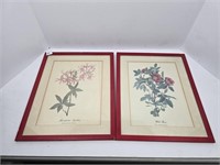 Pair of Red Frame Pictures (Wild Rose,Mountain