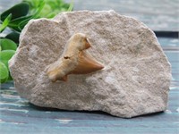 SHARK TOOTH IN MATRIX ROCK STONE LAPIDARY SPECIMEN