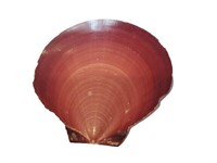 Collectable Scallop Shell Size0x0x0.5 cm