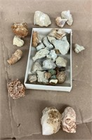 Group of fossils and specimens