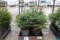 10 COLORADO BLUE SPRUCE - 3' TO 4'