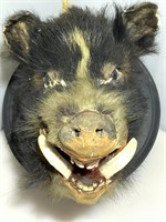 Taxidermy Boars Head on Wood Base - approx. 2ft