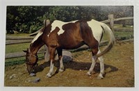 Vintage RPPC Postcard Scenic Art Paint Horse!