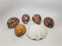 Six shells