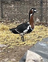 Male-Red Breasted Gander