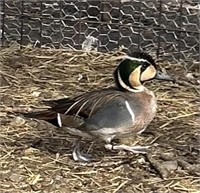 Pair-Baikal Teal Ducks