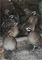 Pair-Bobwhite Quail