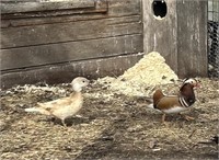 Pair-Apricot Mandarin Ducks