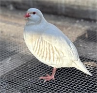 Pair-White Chuckar Partridge