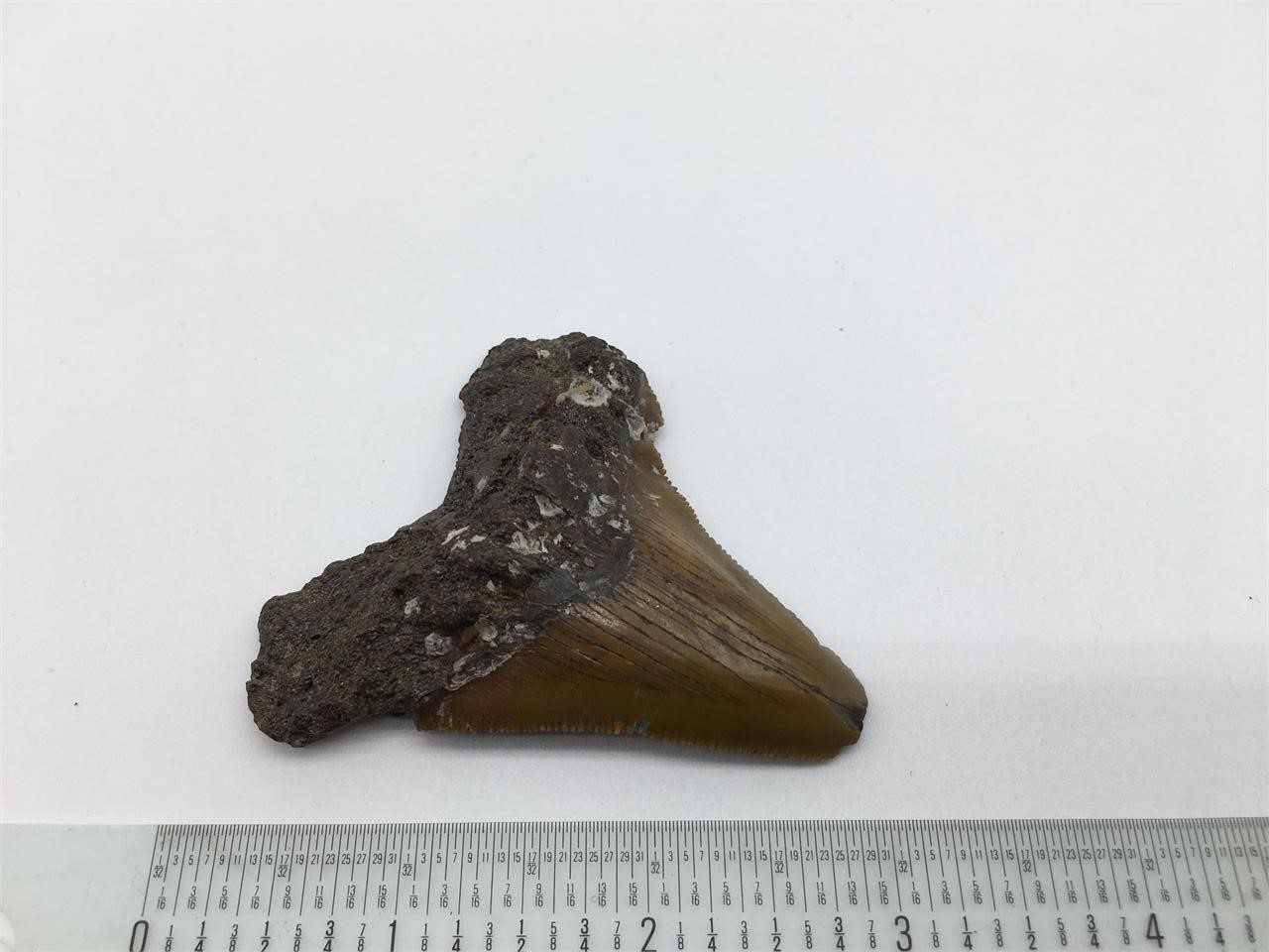 Fossilized Sharks Tooth Megalodon