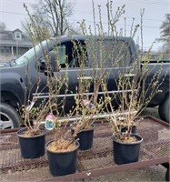 5 Double Pick Sweetheart Blueberry Plants