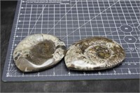 Polished Ammonites, 1lbs