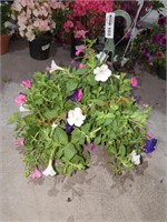 Large Petunia Hanging Basket