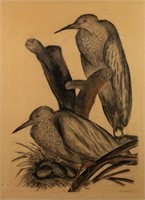 Signed B.Coombs Naturalist Bird Pastel on Paper Dr