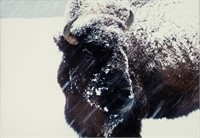 Ben R. Frakes 'Bison It's Cold Outside' Photograph