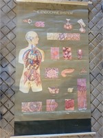 Vintage Nystrom/Frohse Anatomical Chart "The