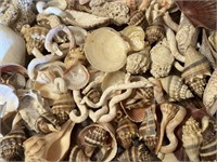 Assorted Seashell Grouping
