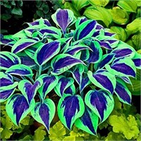 200+Seeds Assorted Hosta Perennials