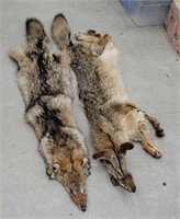 2 coyote pelts