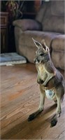 11 month old male kangaroo, been in petting zoo