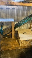 India blue peacock 2yrs old