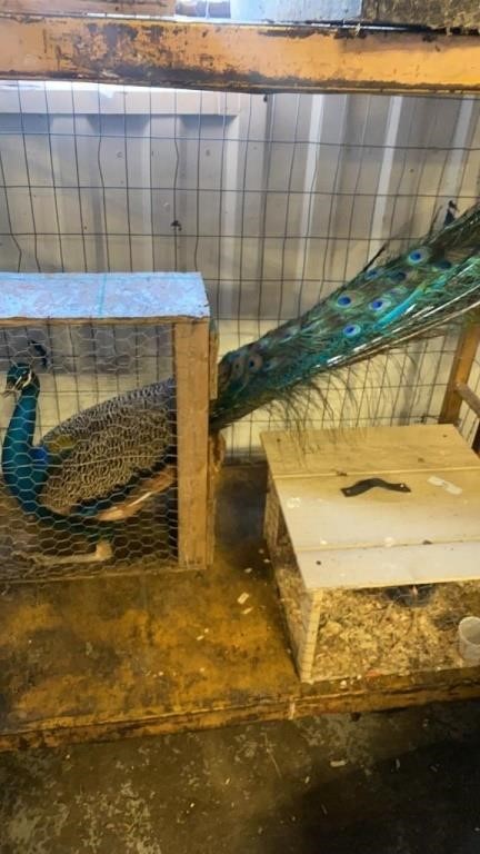India blue peacock 2yrs old