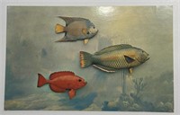 Vintage PPC Postcard Tropical Fish Trio!