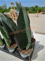 Sansevieria zeylanica