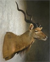 African Kudu Buck Shoulder Mount