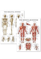 (New) Palace Learning Muscular & Skeletal System