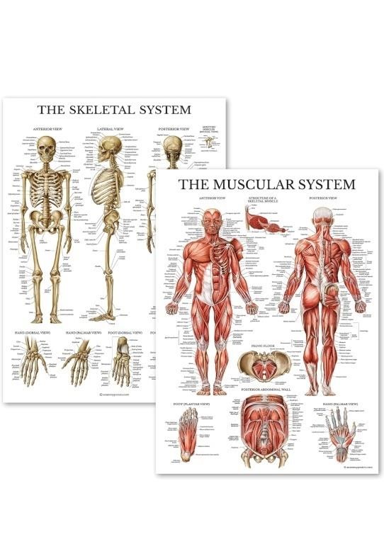 (New) Palace Learning Muscular & Skeletal System