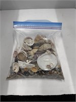 Lot of Assorted Seashells