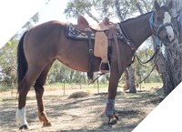 (NSW) DIXIE CHICK - QH X PAINT MARE