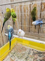 6- parakeets, proven colony