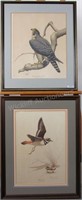 Two Guy Coheleach Ornithological Prints