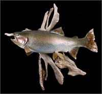 Montana Rainbow Trout Taxidermy Mount