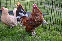 Bantam Speckled Roo & brown hen Laying eggs.