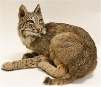 Full-Body Taxidermy Bobcat Mount