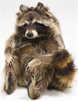 Full-Body Taxidermy Sitting Raccoon