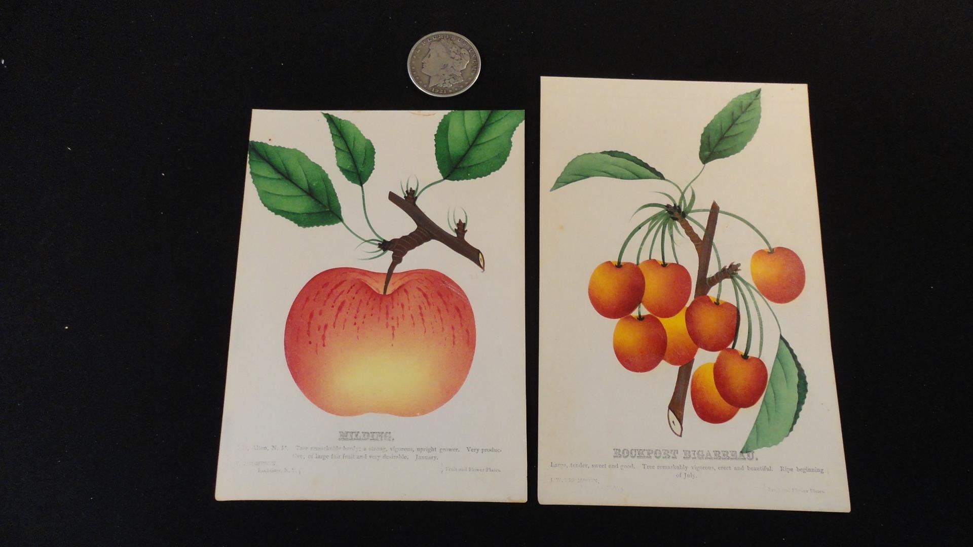 Lot of 2 Antique J.W. Thompson Fruit Print Plates