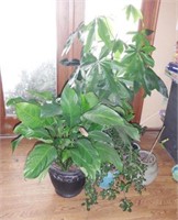 Lot #102 - Large Qty of house plants, jade