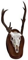 Skull Mount Wall Plaque