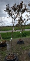 Pink Flowering Crabapple tree. 9' tall. Small