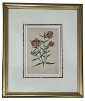 Vintage Botanical Print JOSEPH PAXTON