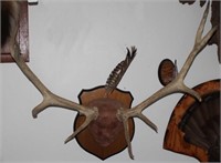 Elk antler mount, 9 point, 36" spread