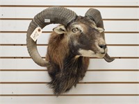 Mouflon Shoulder Mount
